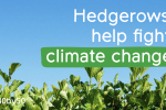 Hedgerows help fight climate change